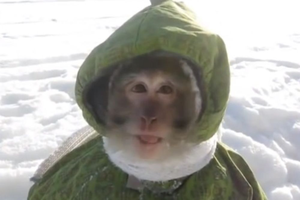 MRZI SNEG: Pogledajte majmunčetov prvi susret sa zimom