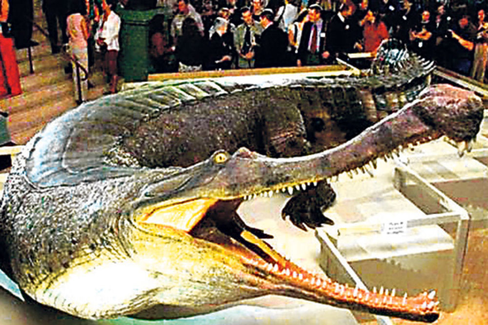 EVOLUCIJA: Krokodili su trčali kao psi i jeli biljke