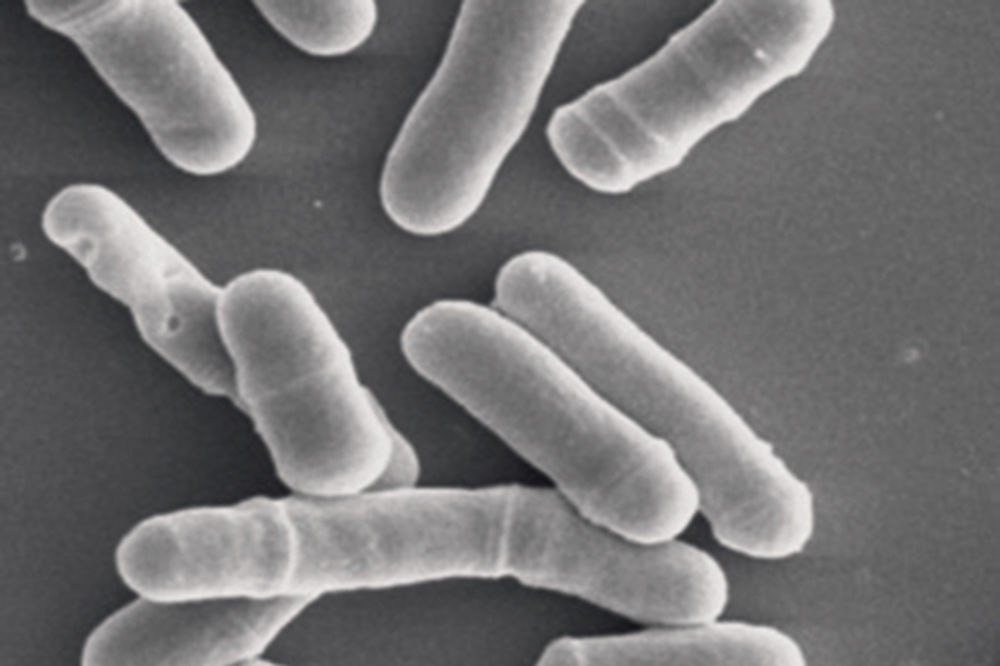 MISTERIJA: Otkriven mikrob koji je besmrtan!