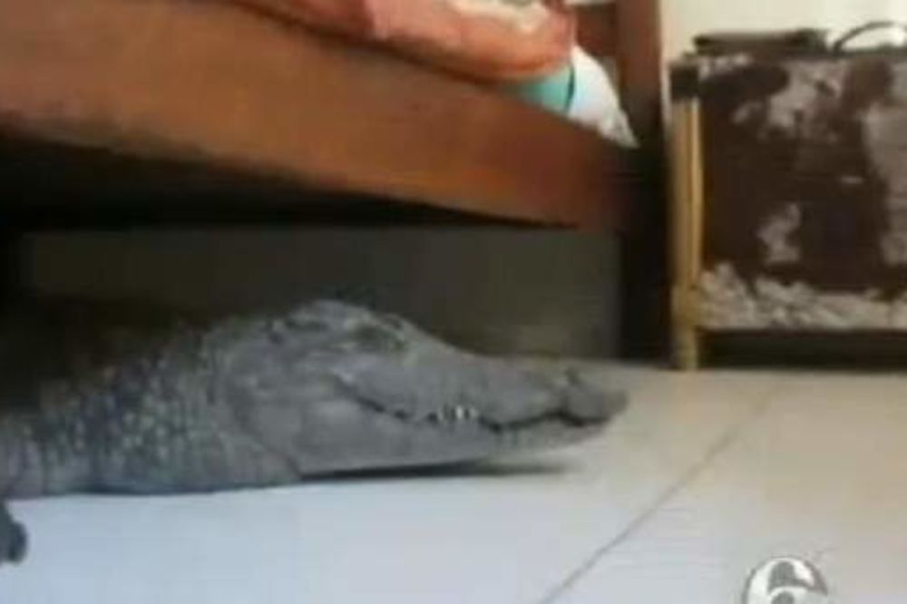 HOROR U ZIMBABVEU: Krokodil se sakrio ispod kreveta!