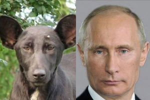 KAŽU DA LIČE: Putin i pas hit na internetu!