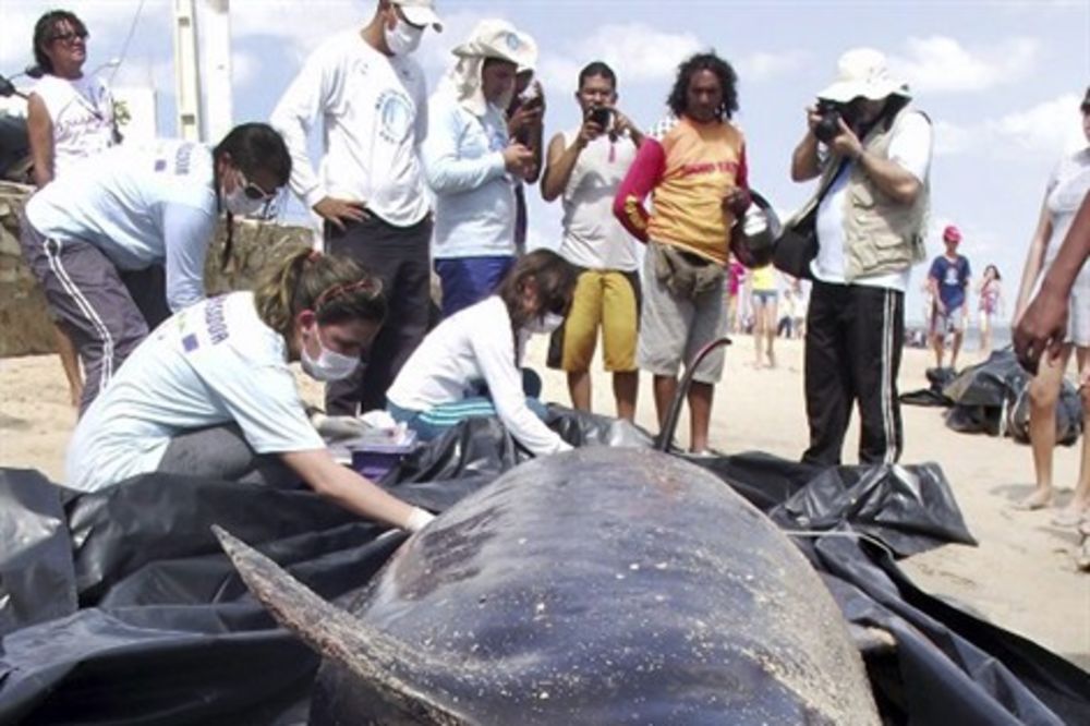 TUŽNO: 30 velikih delfina nasukani umiru na plaži u Brazilu