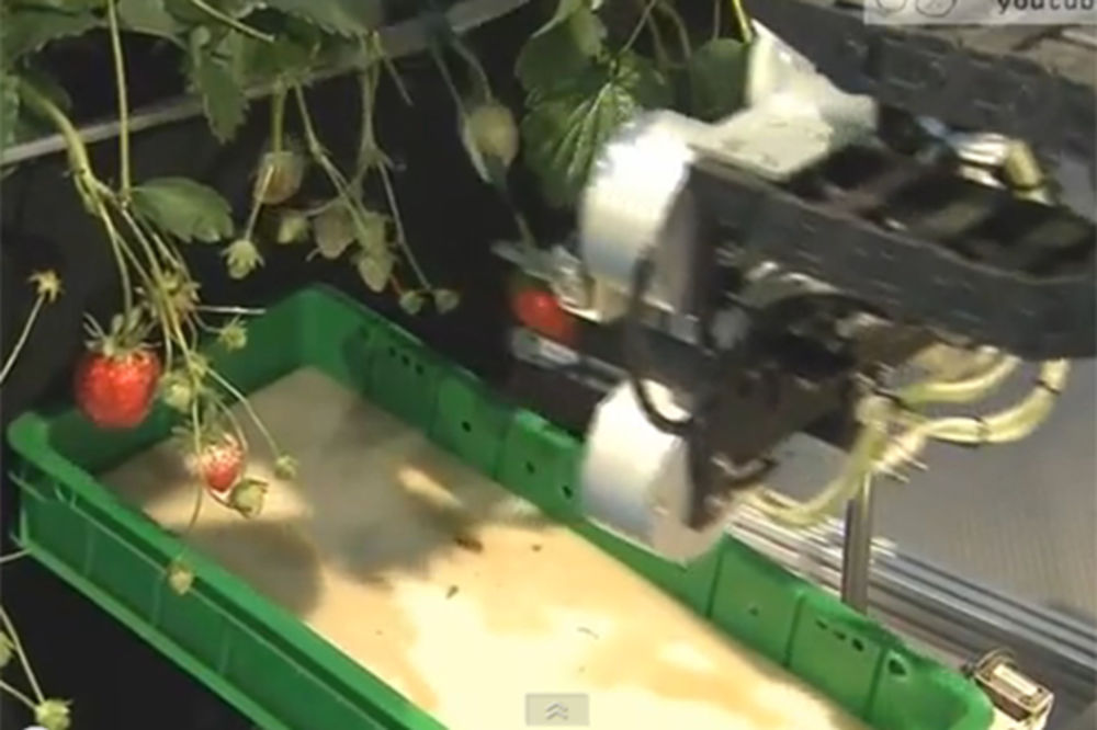 Robot bere jagode u Japanu