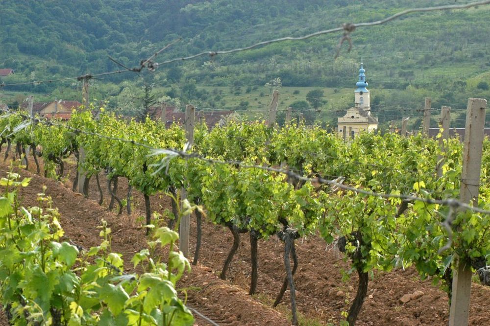 Vučić: Proveravamo i Vršačke vinograde