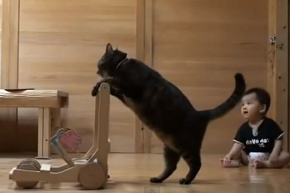 POGLEDAJTE: Mačka uči bebu da hoda!