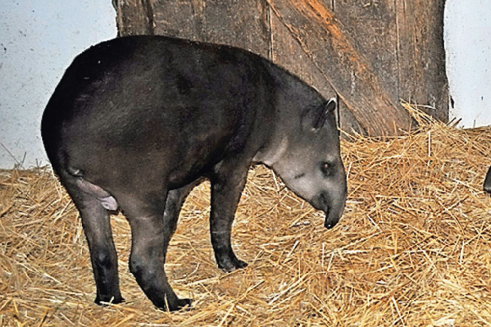U zoo-vrt stigli tapiri iz Mađarske