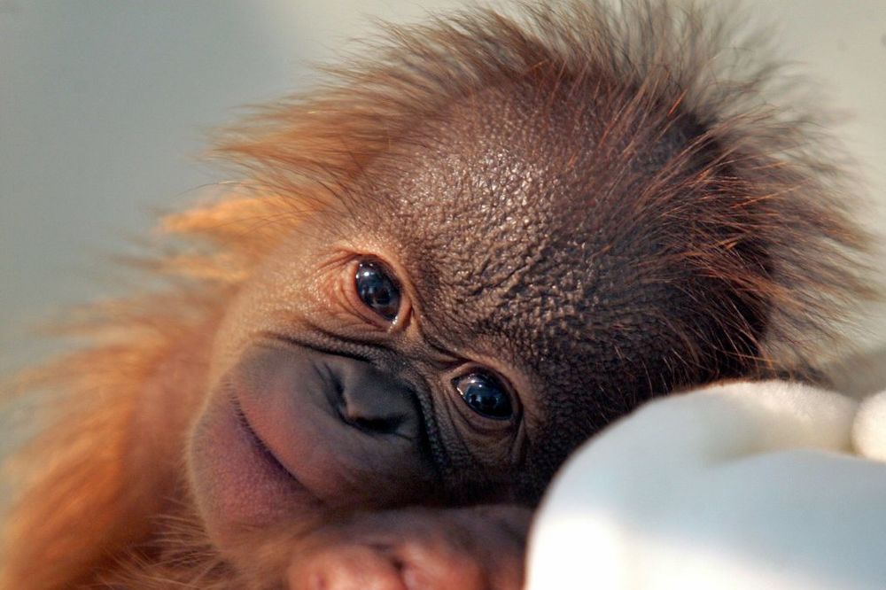 Orangutan napravio pometnju na aerodromu, evo i zašto...