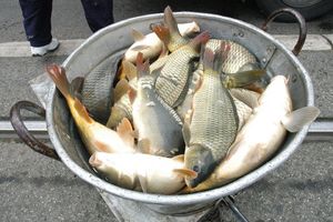 KRIVIČNE PRIJAVE: Ribokradice uhvaćene sa 82 kilograma ribe!