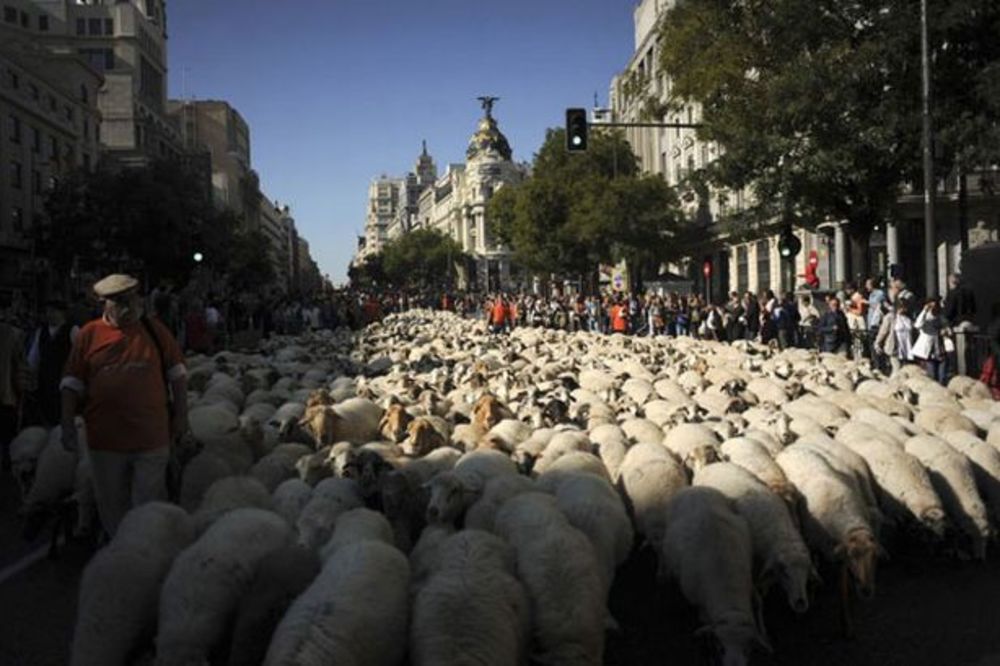 PARADA: Kroz centar Madrida prošlo 2.000 ovaca