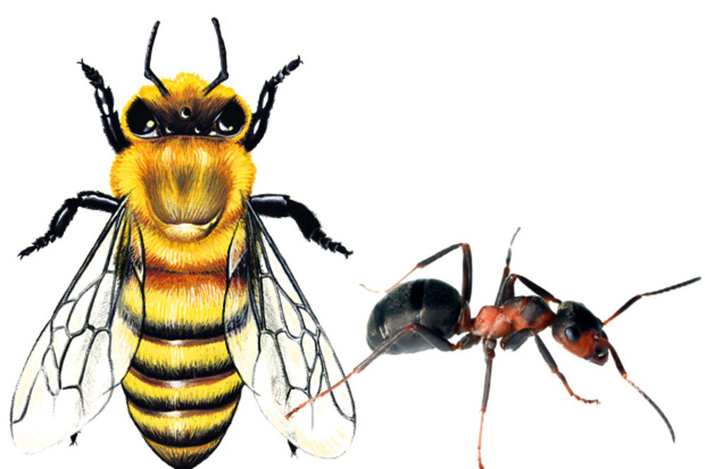ČUDNO: Pčelama su genetski bliži mravi nego ose