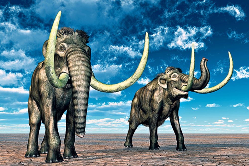 OPASNO: Kloniramo mamute da bismo ih ubijali