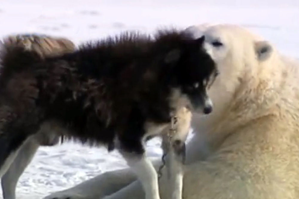 DRUGARI: Psi i polarni medvedi snimljeni kako se veselo igraju!