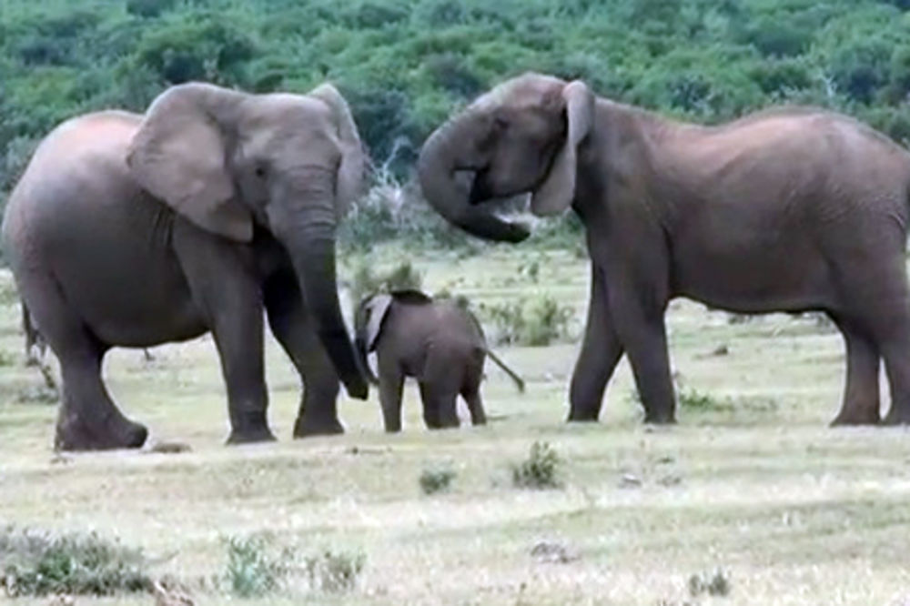 KAD SE DETE OBRADUJE: Slonče potrčalo od sreće ka tati!