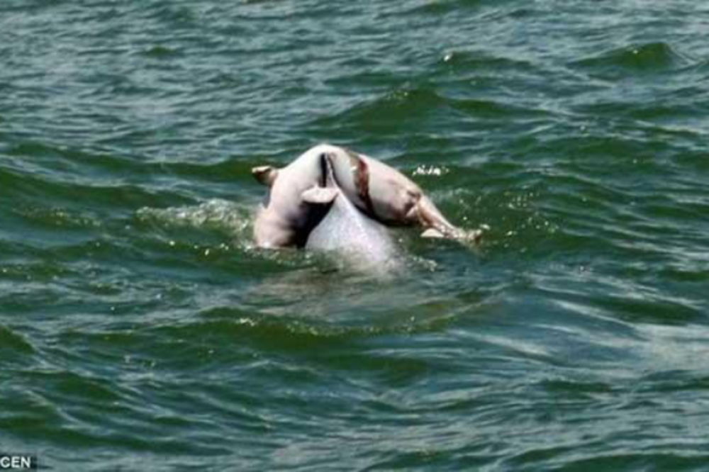 DIRLJIVO: Mama delfin nosi svoju mrtvu bebu na poslednje putovanje