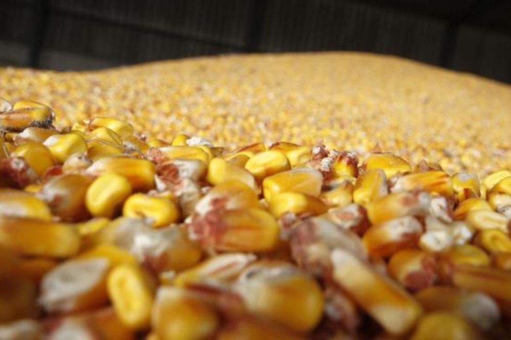GMO kukuruz dobio zelenu kartu za EU