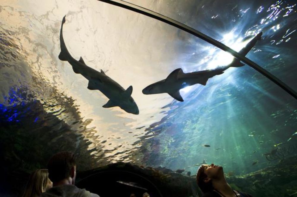 OČI U OČI SA AJKULAMA: Pogledajte novi akvarijum u Torontu