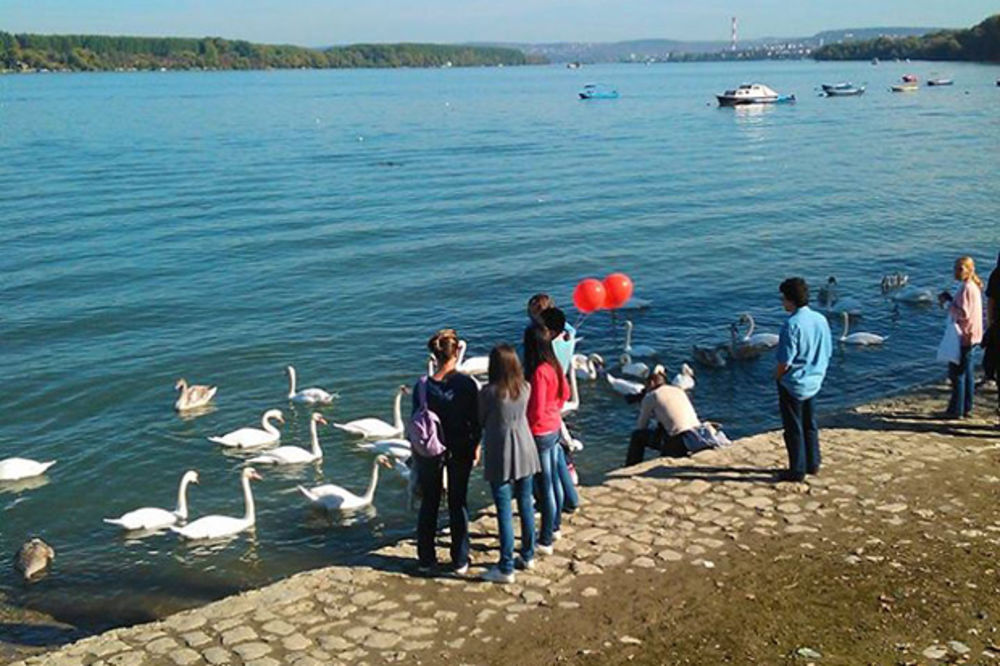 ODUŠEVILI IH: Šetači hranili labudove na Zemunskom keju!