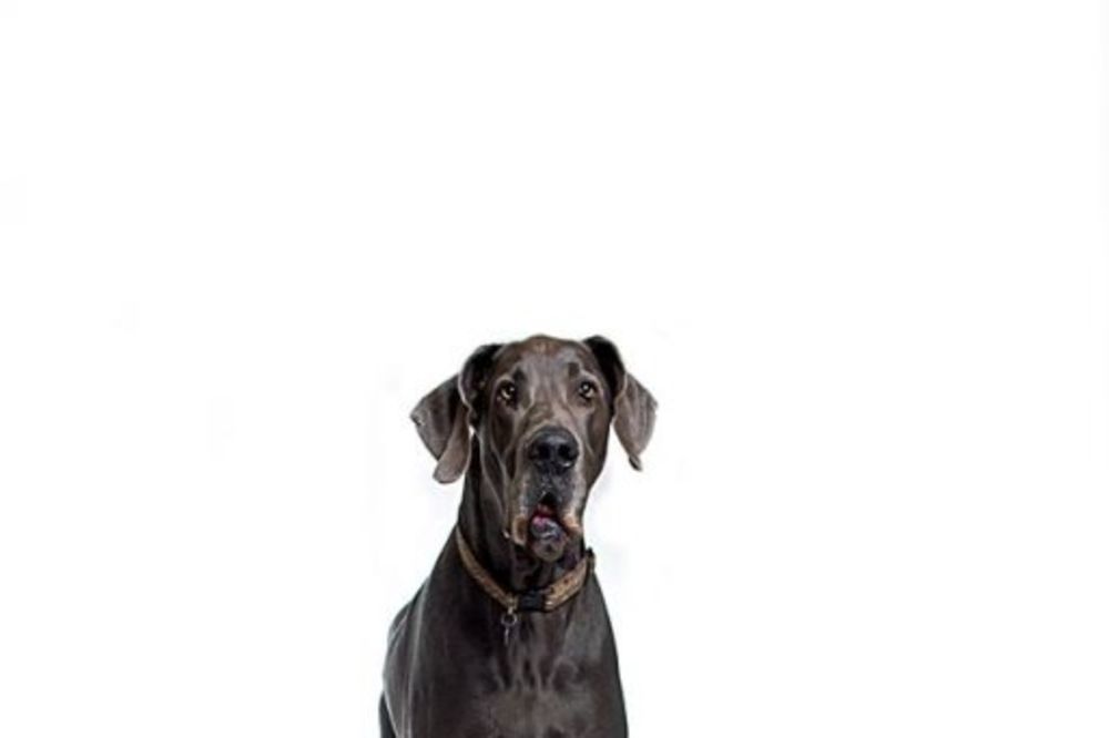TUGA: Uginuo Veliki Džordž najviši pas na svetu