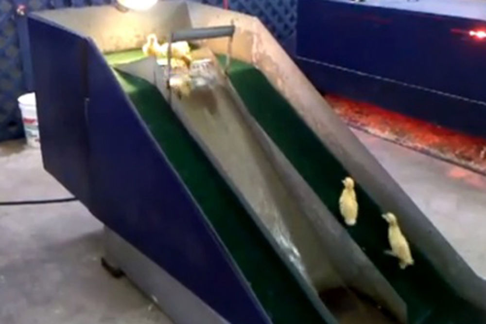 NAJSLAĐI VIDEO NA SVETU: Pačići obožavaju vodeni tobogan!