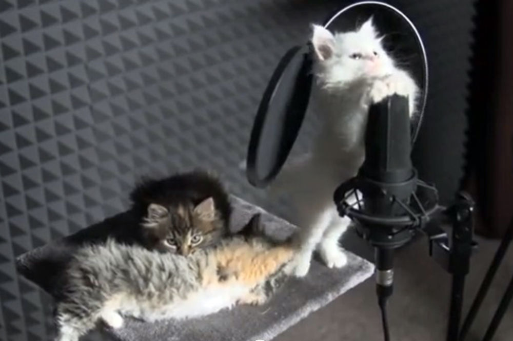HIT NA JUTJUBU: Preslatki mačići pevaju kao profesionalci!