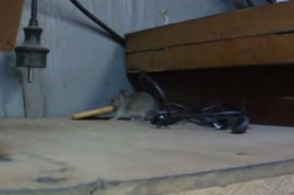 UPORNOST SE ISPLATI: Miš podigao kreker dva puta veći od njega!