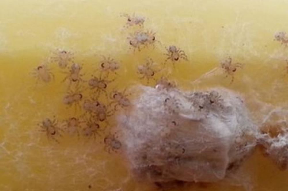 ŠOKIRANA: Dopola pojela bananu prepunu smrtonosnih paukova