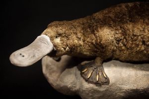 VELIKO OTKRIĆE: Pronađen fosil džinovskog čudnovatog kljunara