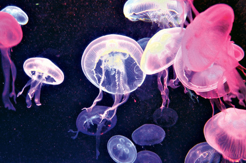 ZABRINJAVAJUĆE: Meduze preuzimaju sve svetske okeane