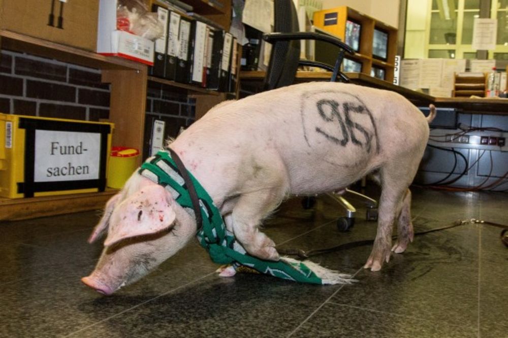 NESLANA ŠALA NAVIJAČA: Policija privela svinju koja navija za Hanover