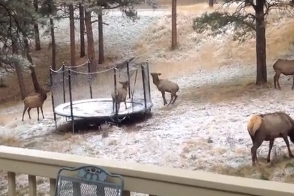 NESTAŠAN: Pogledajte kako se jelen zaglavio na trambolini