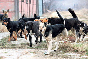 DIREKTOR VETERINE TVRDI: "Psi lutalice više ne postoje" Evo odakle su kerovi koji sada kidišu na ulici! Prijavljeno 860 UJEDA