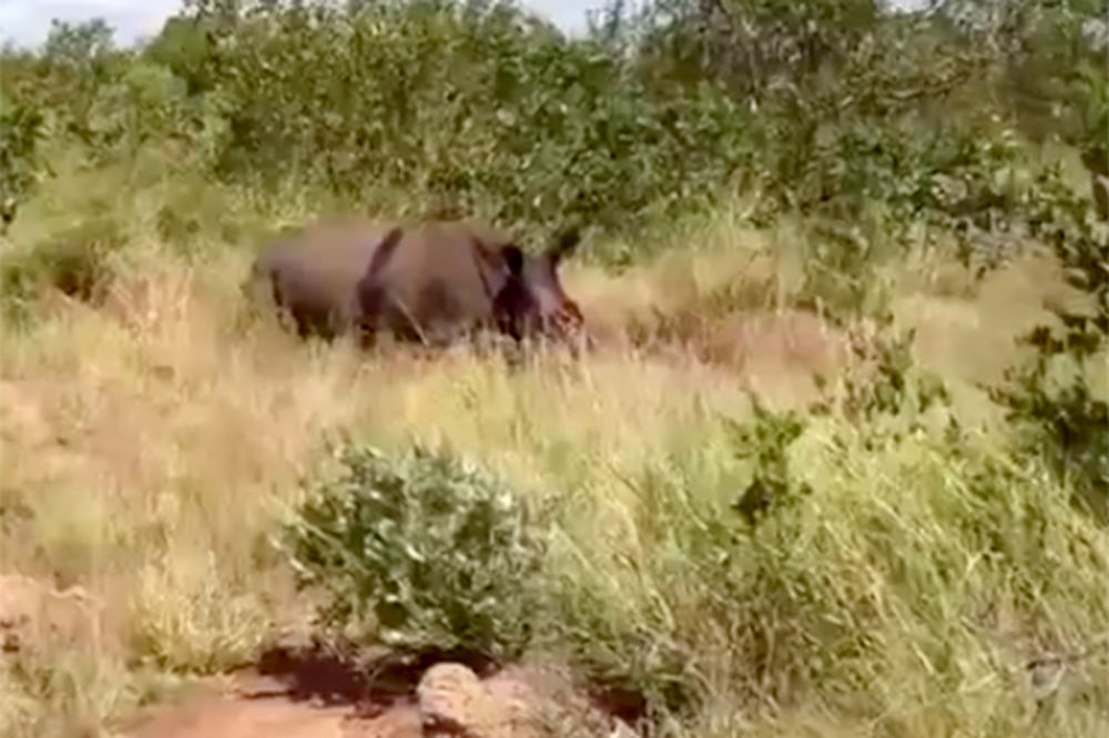 LOPOVSKI OLOŠ: Živom nosorogu odsekli pola glave zbog roga