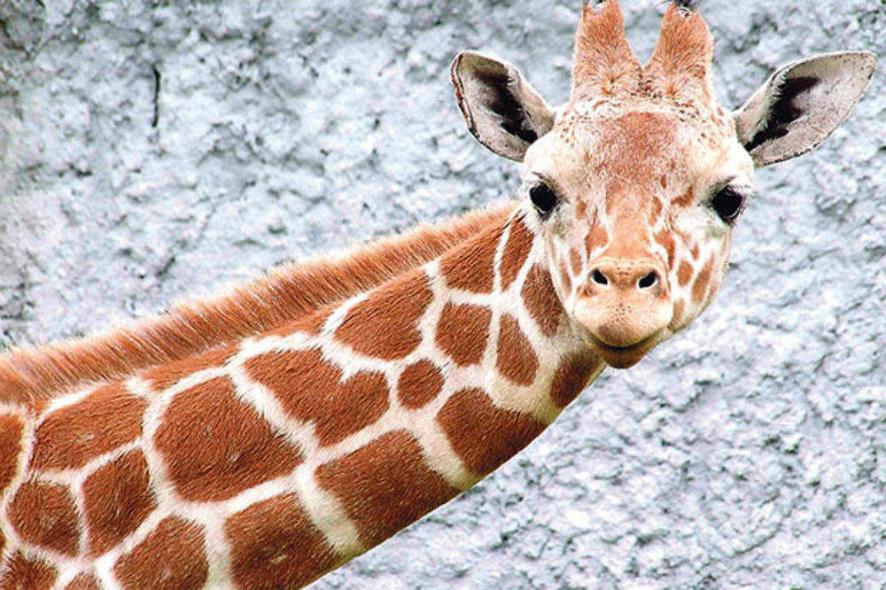 MARIJUS JE MORAO DA UMRE: Radnicima Zoo vrta upućene pretnje smrću zbog ubistva žirafe