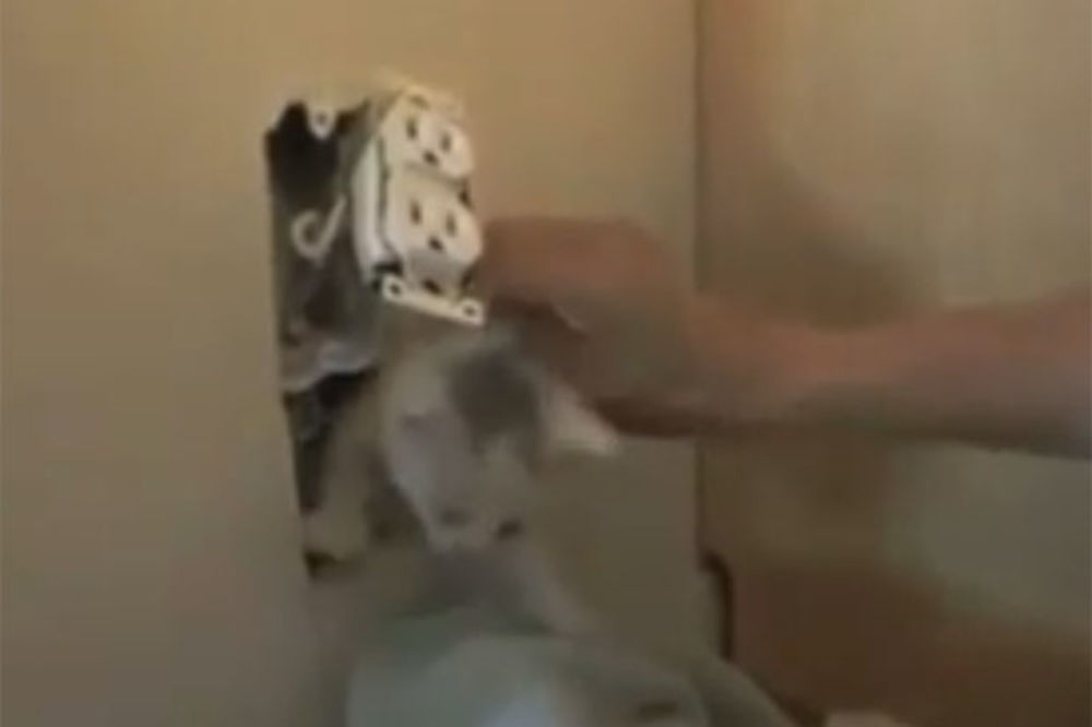 Spasli macu zaglavljenu u zidu