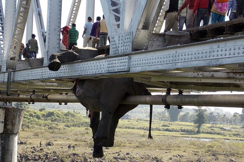 TUGA U INDIJI: 7 slonova palo pod voz