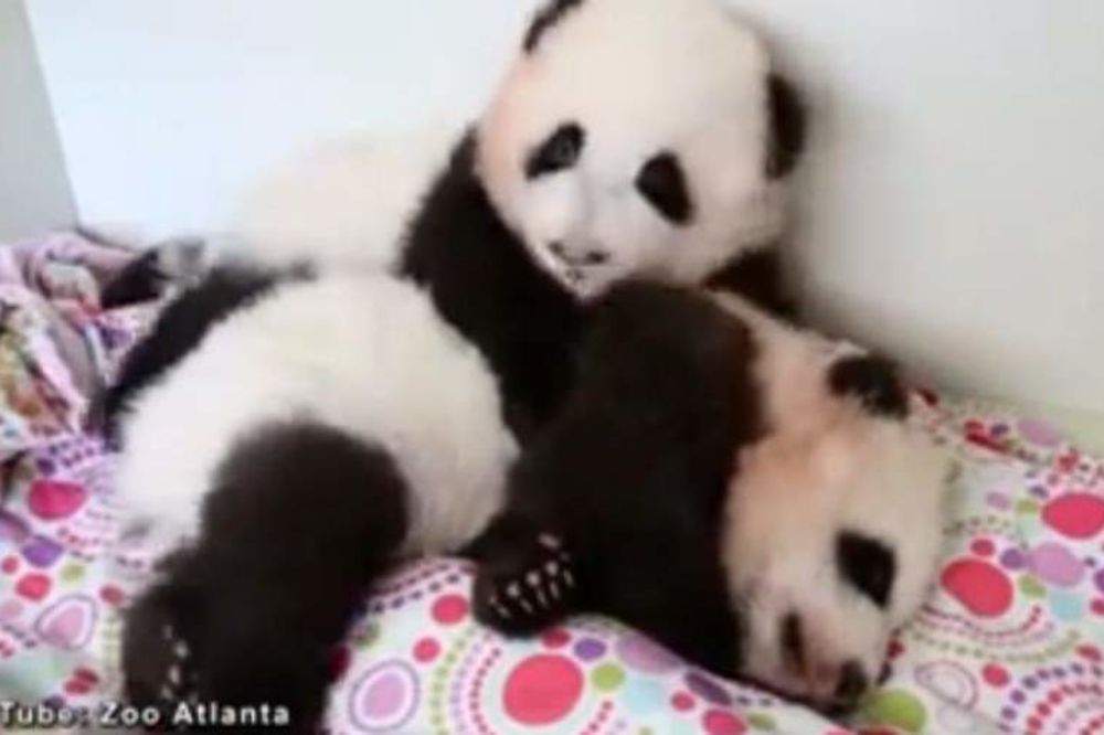 SLATKA BORBA BLIZANACA: Mali panda ne da bratu da spava