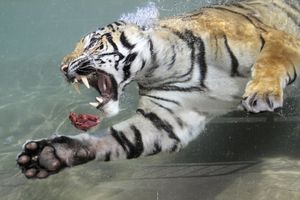 SPASEN IZ ČELJUSTI: Tigar ujeo dresera u zoo-vrtu Stiva Irvina