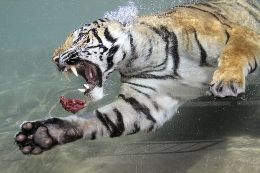 SPASEN IZ ČELJUSTI: Tigar ujeo dresera u zoo-vrtu Stiva Irvina
