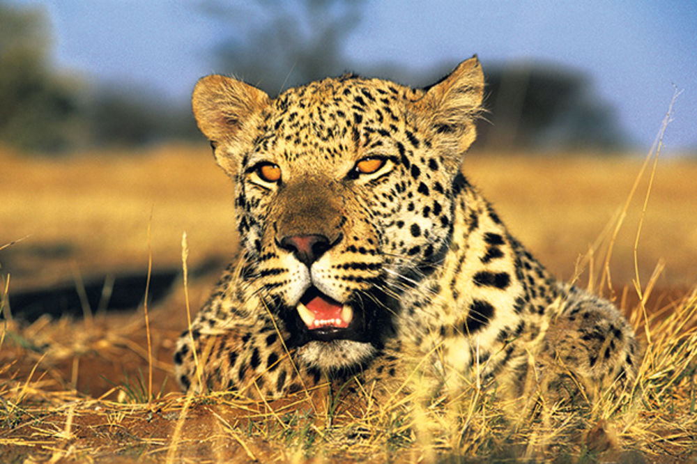Ubijen poslednji leopard u Egiptu