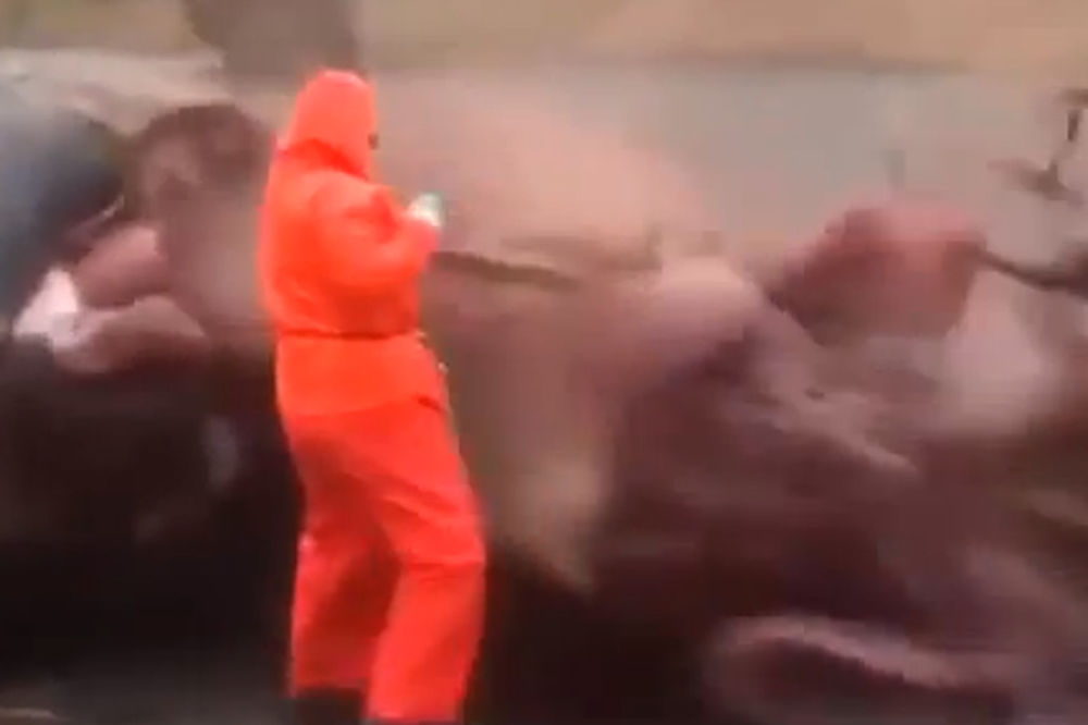 BOMBA: Eksplodirao kit tokom autopsije na Farskim ostrvima!