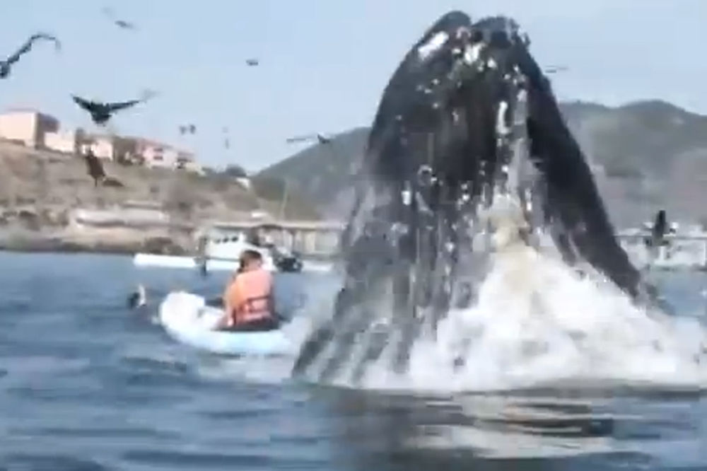 NEMAN IZRONILA IZ MORA: Ogromni kit iskočio pored ribarskih čamaca!