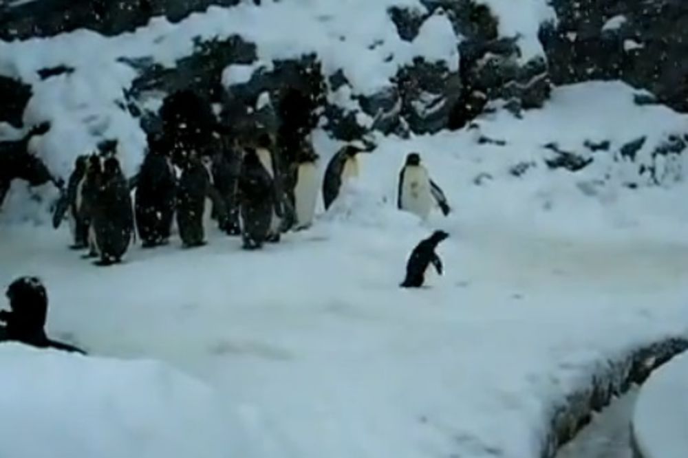 KOJA SREĆA: Pogledajte kako se mali pingvin raduje snegu!