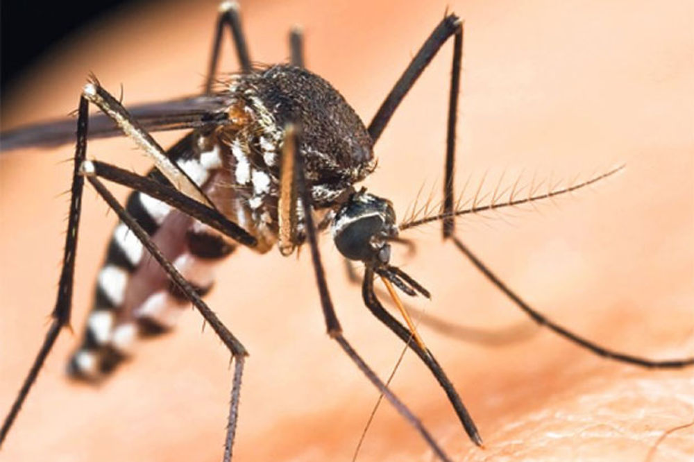 UZBUNA: Navijačima u Brazilu preti denga groznica!