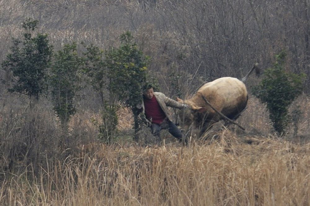KINESKA KORIDA: Jedva spasao živu glavu bežeći od pomahnitalog bika