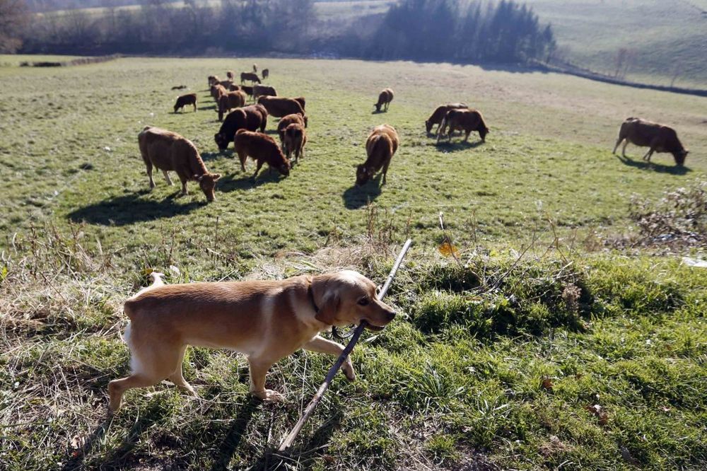 ODGONETNUTA MISTERIJA: Evo kako ovčarski psi kontrolišu stado ovaca!