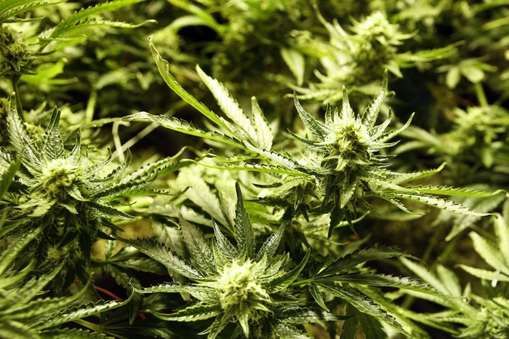 NIŠ: Zaplenjeno 55 biljaka, sumnja se na marihuanu