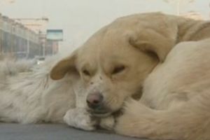 POTRESNI SNIMAK: Pas se ne odvaja od svog mrtvog prijatelja