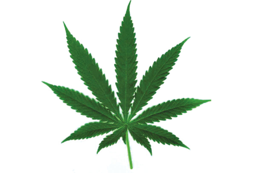 HIT U SAD: Marihuanu će od prvog kupovati na svakom koraku!