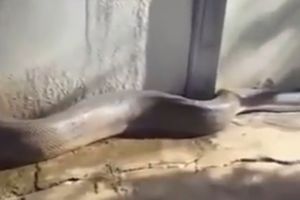 ŠOKANTAN SNIMAK: U Meksiku uhvaćena zmija od 20 metara i 160 kg!