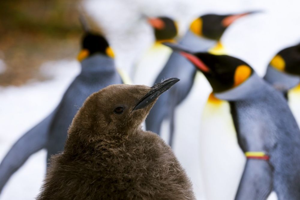 METEOROPATE: Pingvini u Londonu pali u depresiju zbog kiše